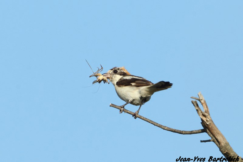 Piegrieche à tête rousse.jpg